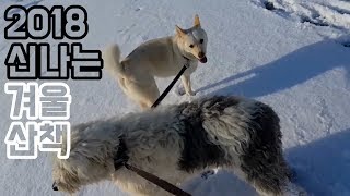 2018년 1월 겨울 눈이 많이 내렸던 날 백구와 점순이  (진돗개 jindodog  &올드 잉글리시 쉽독  old english sheepdog )