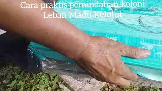 Membuat Koloni Baru Budidaya Lebah Trigona - Bersama H.Laily
