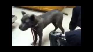 "Independence" Cane Corso Service Dog for Triple Amputee Veteran