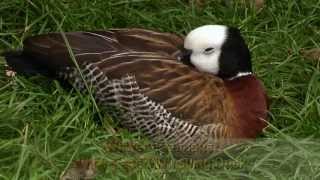 Welt-Vogelpark Walsrode - Witwen Pfeifgans / White Faced Whistling Duck / 3-Klang Ton
