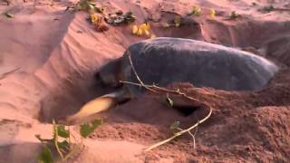 Bare Sand Island N T   flat back turtle body pit