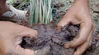 Gạo hữu cơ Bãi Rươi - Chuyện "Con rươi quẩn quanh gốc lúa"