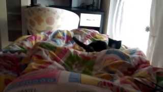 kitty playing with feet
