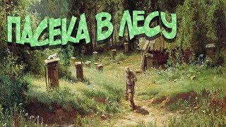 Пасека в лесу