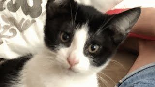 This kitten was dumped in trash...in a sealed box