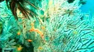 Homo Aquarius S01E09/Домашний аквариум (1 сезон) - 9 серия из 12