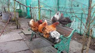 Cute Hens S(h)itting On An Edwardian Bench
