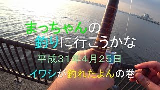 【若洲海浜公園　堤防】サビキでイワシが釣れました