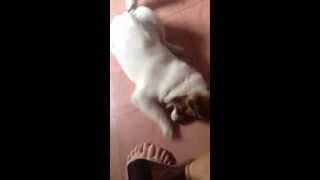 Playing With Dogs - Đùa Vui Với Cún Yêu
