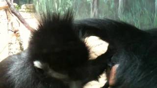 Monkey Butt Sex