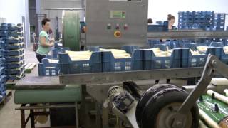 Laser grading line for asparagus Type 5750-5 English Christiaens