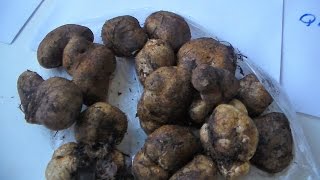 Трюфеля в Херсоне. Лакомство королей. Грибы