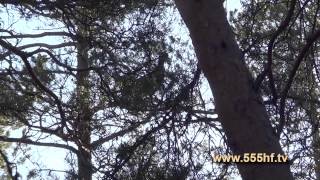 Охота на глухарином току  Часть 1.  Пение глухаря