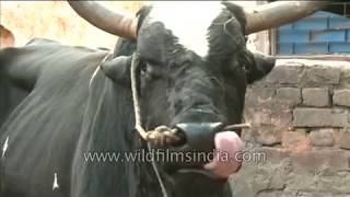 Veterinary video of Bovine sex : mating cows
