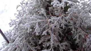Туя вересковидная - вечнозеленая хвойная красавица!
