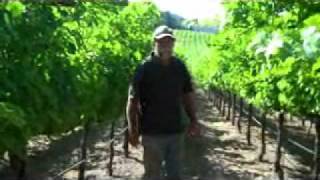 Smith-Madrone Digital Shorts #4: Veraison August 2011