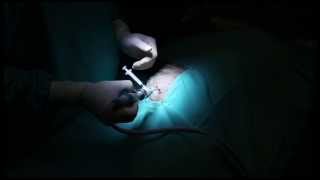 Shoulder Joint Injection - Polyglycan-SA - Canine