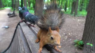 Злые голуби против белок / Angry Pigeons vs squirrels