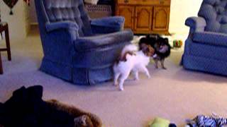 Sklyar, Houdini and Chilli Play Ring-Around-the-Chair (Pomeranians and Papillons (12-25-05)