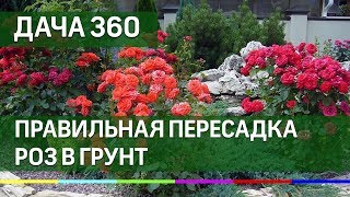 Как правильно пересадить розы в открытый грунт - ДАЧА 360