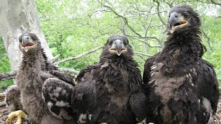Duke Farms Eagle Cam