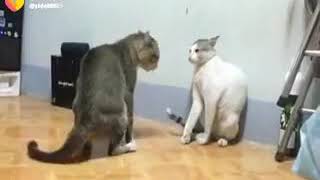 cat fighting song Dehati Anpadh Hari se latest version #