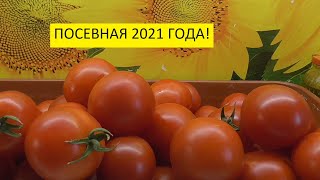 "Консервация" рассады и "жесткая пикировка томатов" - об этом подробнее. 