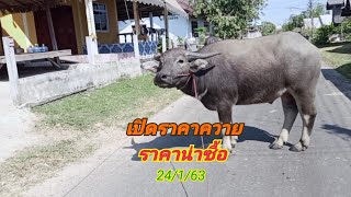 เปิดราคาควาย ราคาน่าซื้อ#คอกควายพ่อใหญ่ป่อง☎️093-4379596บ้านโสกแสง อ.นาจะหลวย จ.อุบลฯ#24/1/63