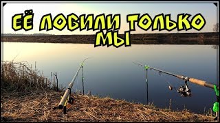 Ловля Вимбы на Фидер в Апреле 2019. Латвия. Река Лиелупе.