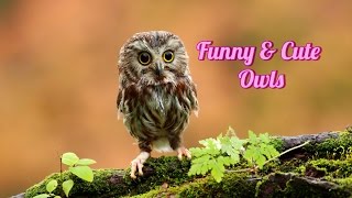 Смешные животные. Совы || Funny animals. Owls