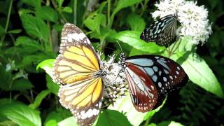 Butterfly Garden @ Kashihara City Insectarium, Nara Japan 2009/11/04 DMC-TZ7(ZS3) AVCHD Lite