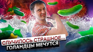 ????Случилось страшное| Голландцы мечутся по российским рынкам в поисках огурцов -теплицы не по карману