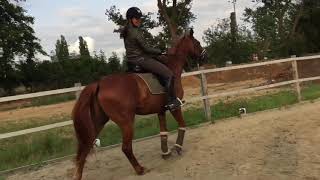 Falls&Fails {unsere Outtakes} ~EH Horses