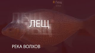 Русская рыбалка 4! РР4! RF4! Река Волхов - Лещ!