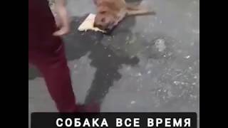 Хозяин избил свою собаку и выкинул в мусорный бак.