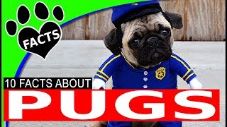 Dogs 101: Pugs Most Popular Small Dog Breeds - Animal Facts