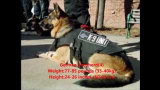 Top 10 Guard Dogs In The World