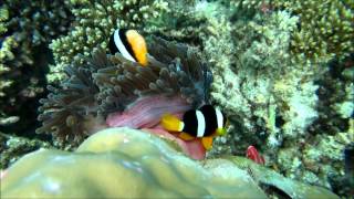 MALDIVES THE UNDERWATER KINGDOM