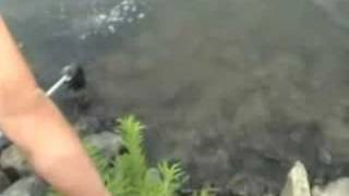 Pescalis pêche à la carpe