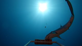 Mālama Manō: Studying Hawaii’s Sharks | Nautilus Live