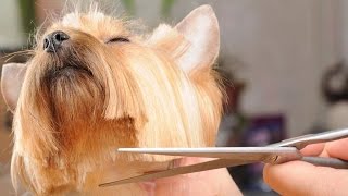 Как вычесывать шерсть йоркширского терьера