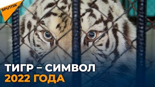 Символ 2022 года: история тигров Кишиневского зоопарка