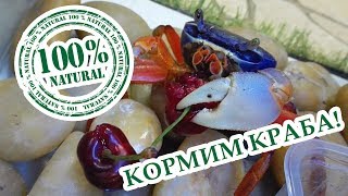 Краб ест вишенку