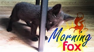 Лисьи желания утром | Hello Канадский сфинкс | Нормально всё)) | Домашняя лиса | SILVER FOX | 4K