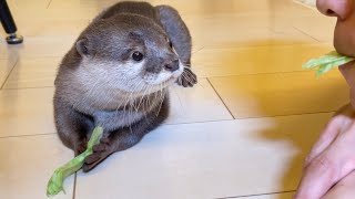 仲良しのカワウソとポッキーゲームやった結果がこちら Otter playing Pocky game