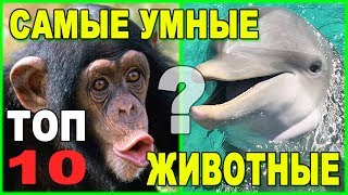 Самые умные животные Земли: Топ-10, 2017 год
