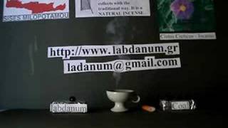 The real labdanum from Cistus Creticus  Icanus