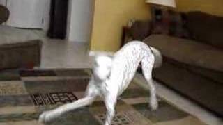 Greyhounds - Specky goes surfing!
