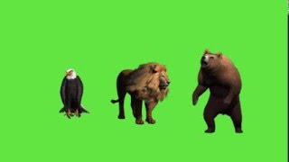 Футажи на зеленом фоне хромакей