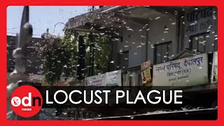 Millions of Locusts Sweep into Delhi Outskirts